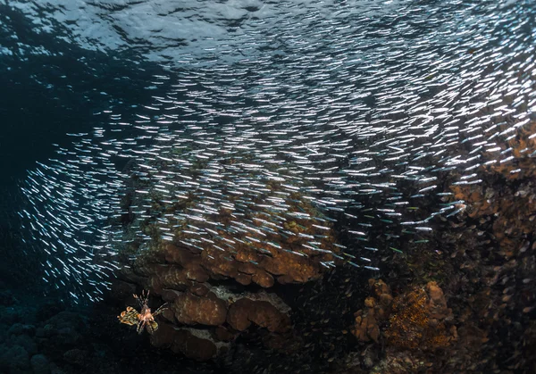 Coral reef with the school of tiny fish