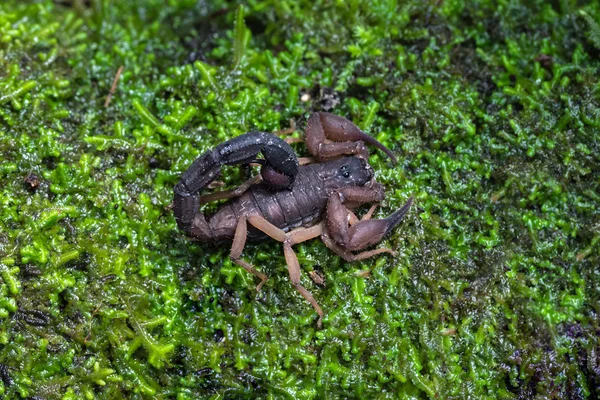 Brown scorpion on the green soil
