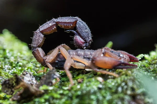 Brown scorpion on the green soil