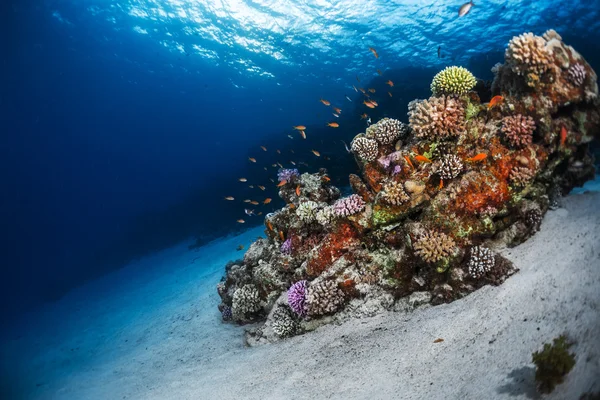 Sea floor and vivid coral reef