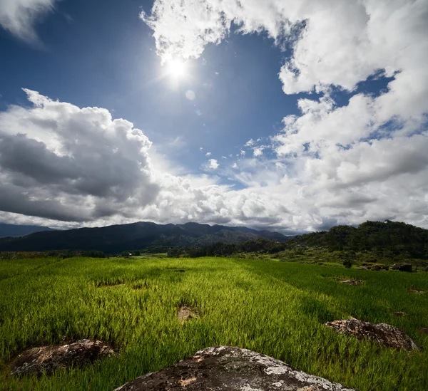 Green rice field with rocks at sunny day