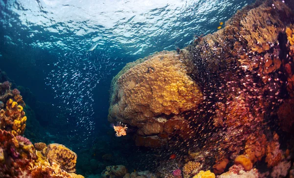 Reef with fishes
