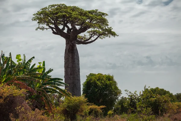 Baobab tree. Madagascar