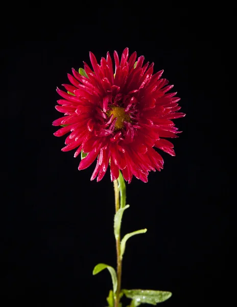 Chrysanthemum flower on black