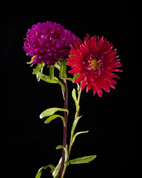 Chrysanthemum flowers on black