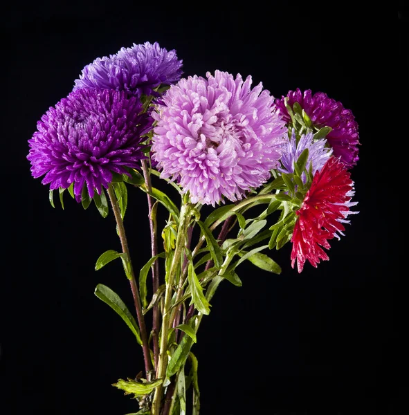 Chrysanthemum flowers on black