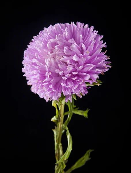 Pink flower on black