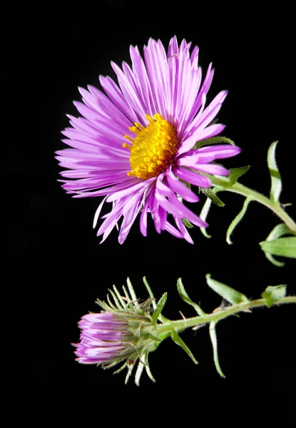 Chrysanthemum flowers on black