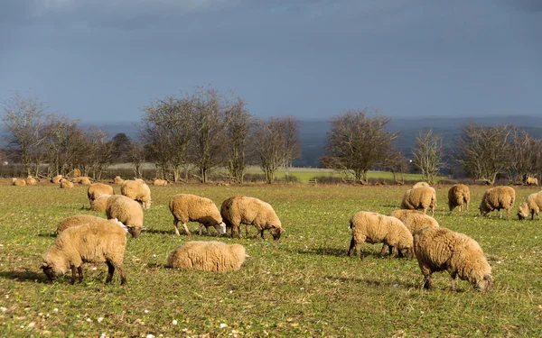 Sheep in a field in winter