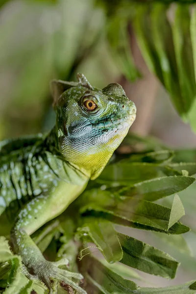 Fantastic tropical macro green iguana eye. Selective focus on ey