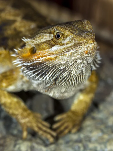 Portrait of an exotic tropical reptiles bearded dragon. Selectiv