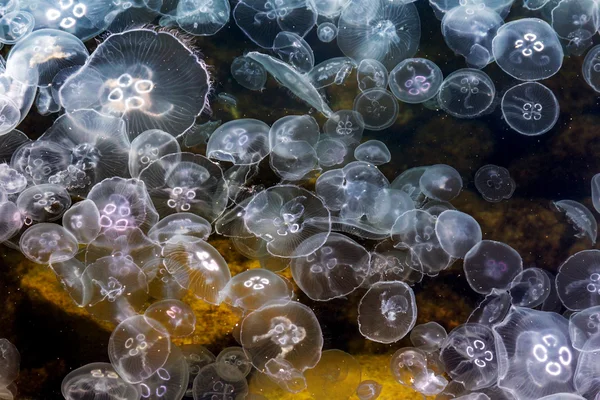 Congestion Millions of jellyfish floating in the sea lagoon as a