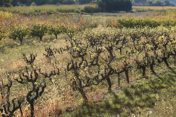 Fall on vineyard