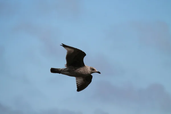 Flying Seagull Bird.