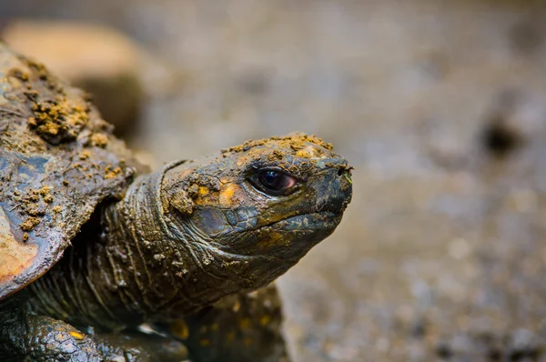 Closeup of beautiful green turtles head standing in natural habitat with right eyes clearly visible towards camera