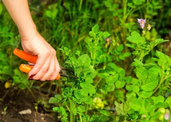 Closeup womans hand using gardening tool while digging in soil and green plants