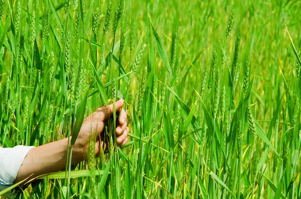 Closeup of hand grabbing tall grass plants, beautiful green colored grassy background