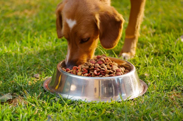Closeup very cute mixed breed dog eating from metal bowl with fresh crunchy food sitting on green grass, animal nutrition concept
