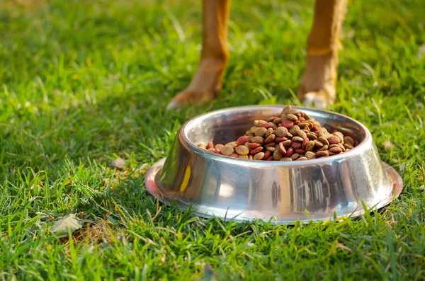 Closeup legs of mixed breed dog standing behind metal bowl with fresh crunchy food sitting on green grass, animal nutrition concept