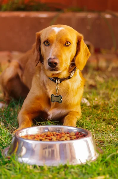 Beautiful mixed breed dog posing, waiting for permission to eat in front of metal bowl with fresh crunchy food sitting on green grass, animal nutrition concept