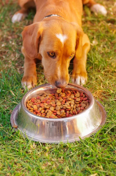 Closeup very cute dog eating from metal bowl with fresh crunchy food sitting on green grass, animal nutrition concept