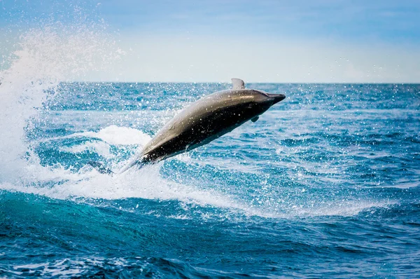 Beautiful playful dolphin jumping in the ocean