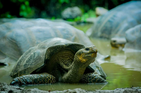 Giant turtles in san cristobal galapagos islands