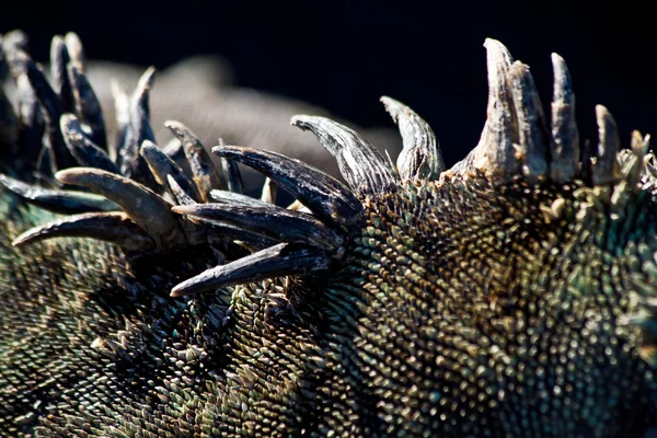 Closeup shot of a marine iguanas spikes in the Galapagos Islands