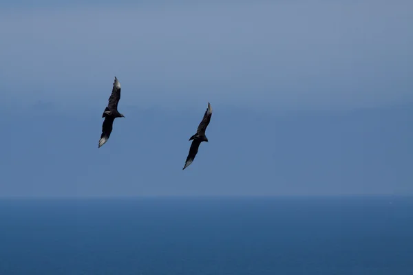 Female frigate birds flying around Machalilla National Park, Ecuador