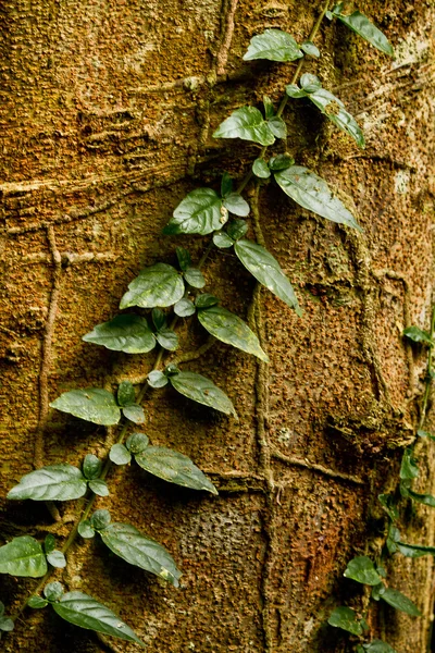 Creeper plant growing around tree, amazon rainforest, Yasuni National Park, Ecuador