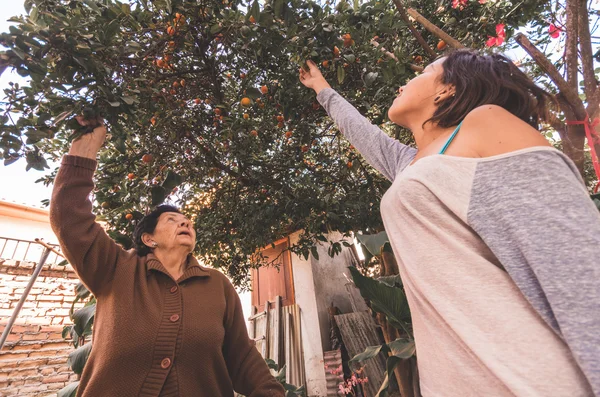 Lovely hispanic grandmother granddaughter picking oranges from a tree enjoying quality time