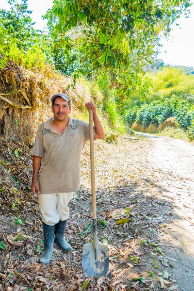 Worker in a coffee plantation farm, Colombia