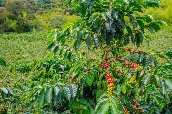 Coffee farm in Manizales, Colombia