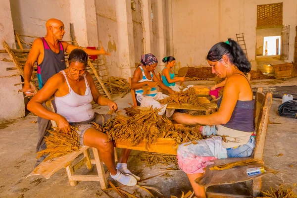 SANTA CLARA, CUBA - SEPTEMBER 08, 2015: Handmade cigar preparation of tobacco leaves