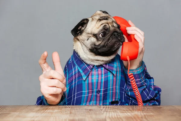 Amazed man with pug dog head talking on telephone
