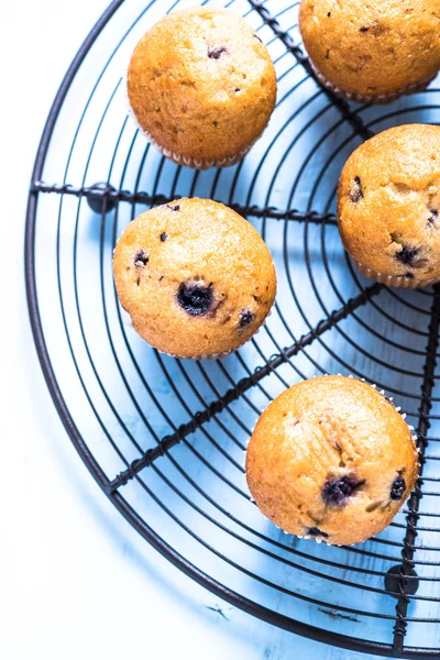 Homemade blueberry myffins on cooling tray