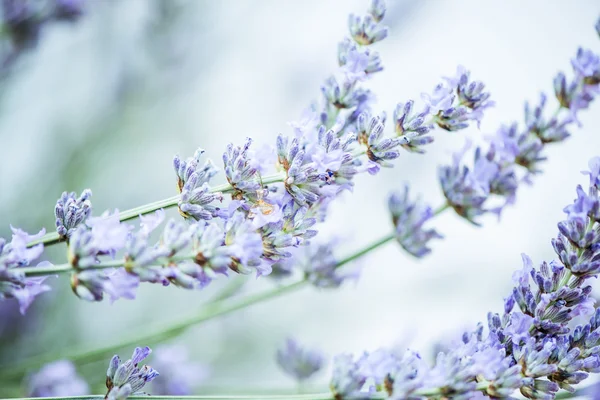 Blurred and tonned lavender close up