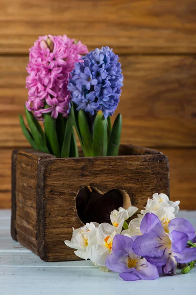 Spring bulb flowers in vintage wooden box