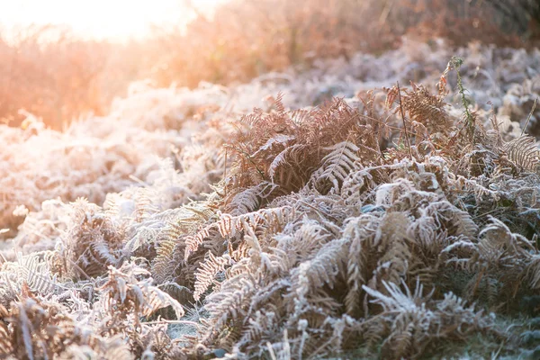 Colorful sunrise over meadow covered in frost crystals, vintage