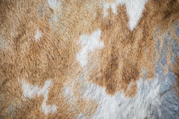 Cow skin texture, template for background