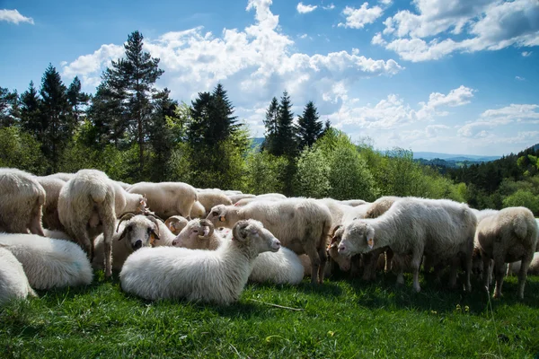 Traditional sheep grazing on hills in polish mountains