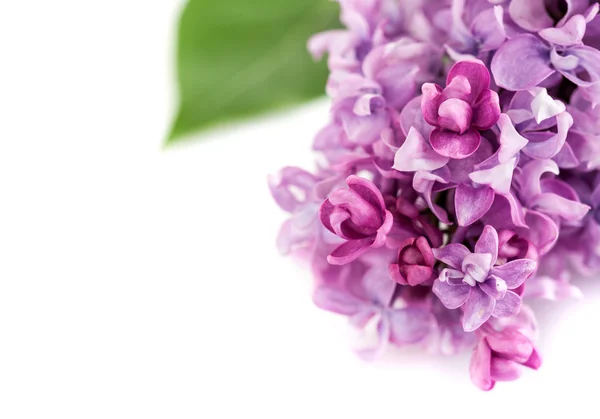 Lilac flowers on a white background.