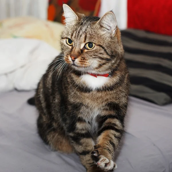Beautiful European cat with a red collar standing on a bed with