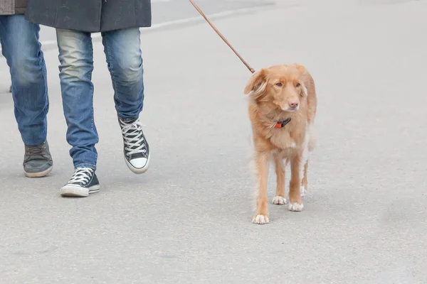 The person runs with  dog