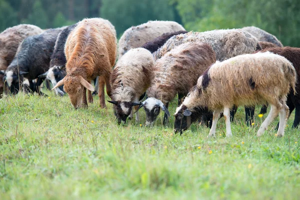 Sheep grazing on grass land