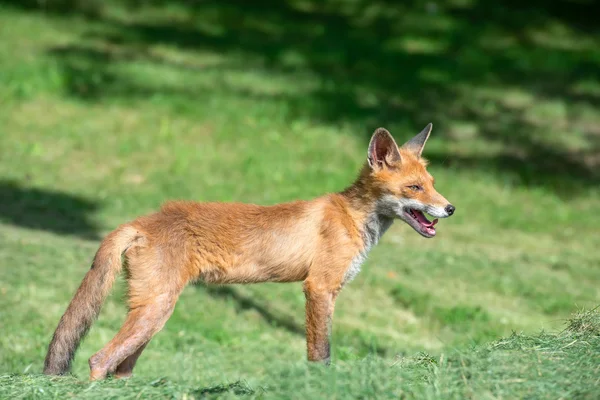 Young fox hunts  on a mown grass