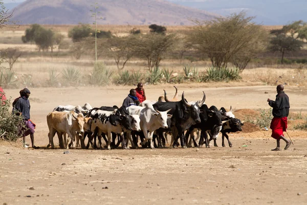 Masai tribal people and cows