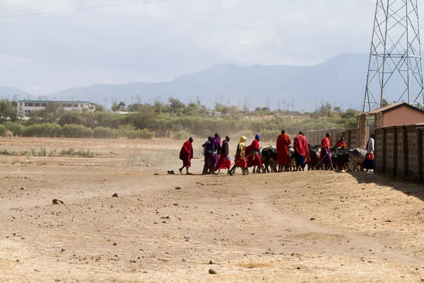 Masai tribal people and cows