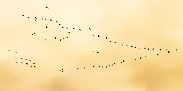 Flock of birds flying in V-formation