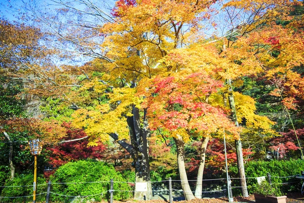 Autumn Colors in Japan, Beautiful autumn leaves